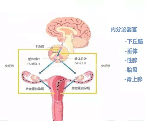 试管婴儿关键阶段内分泌絮乱怎么办?
