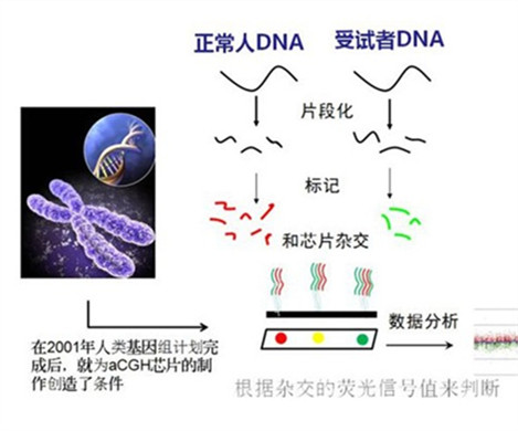 了解泰国试管婴儿的ACGH技术