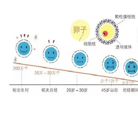 泰国试管婴儿能控制取卵的数量吗？