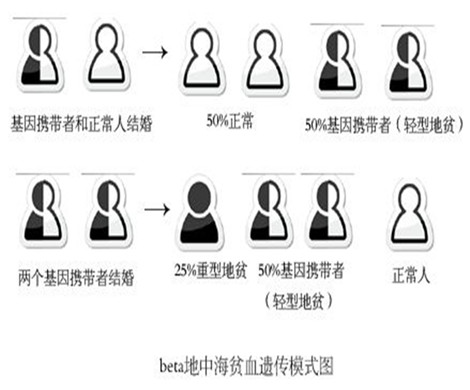 地中海贫血症做试管婴儿能有效避免患儿出生吗？