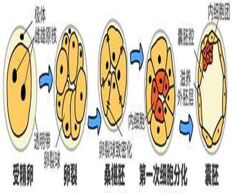 泰国试管婴儿里的囊胚培养技术是什么？