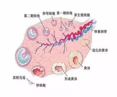 泰国试管婴儿如果取出未成熟卵子还能配对吗？